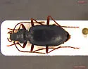 Nebria lituyae - Nebria lituyae