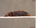 Nebria lituyae - photo 2
