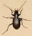 Nebria mannerheimii - photo 3
