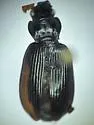 Nebria mannerheimii - photo 5