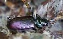 Nebria metallica - photo 2