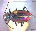 Nebria metallica - photo 3
