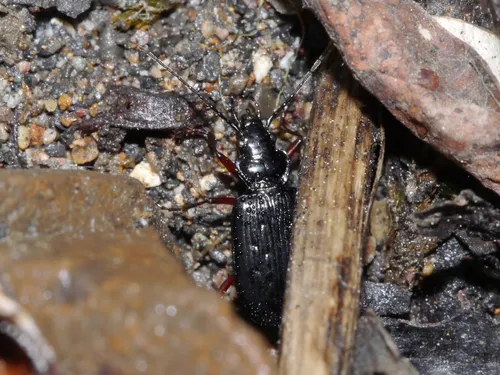Nebria nivalis - photo 2