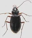 Nebria obliqua - photo 2