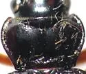 Nebria obliqua - photo 3