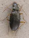 Nebria obliqua - photo 4