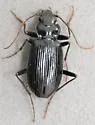 Nebria obliqua - photo 5