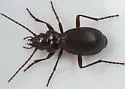 Nebria ovipennis - photo 2