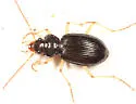 Nebria pallipes - Nebria pallipes