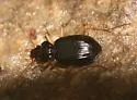 Nebria pallipes - photo 2