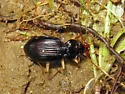 Nebria pallipes - photo 3