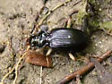 Nebria pallipes - photo 4