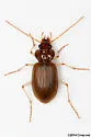 Nebria pallipes - photo 5