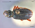 Nebria sahlbergii - photo 2