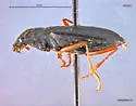 Nebria sahlbergii - photo 3