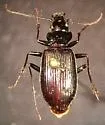Nebria sahlbergii - photo 4