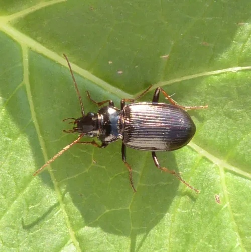 Nebria salina - photo 2