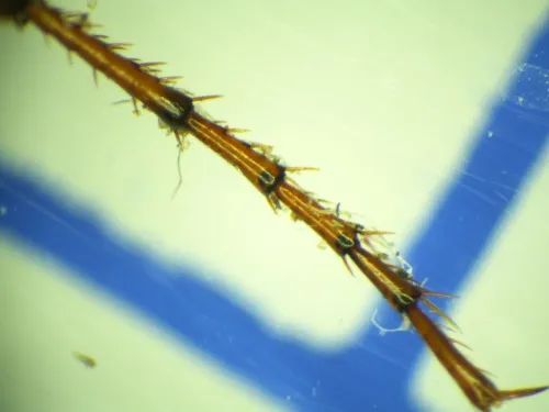 Nebria salina - photo 3
