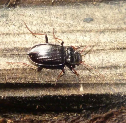 Nebria salina - photo 4