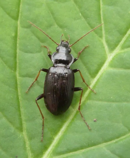 Nebria salina - photo 5
