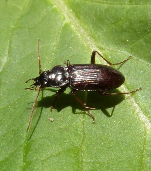 Nebria salina - photo 6