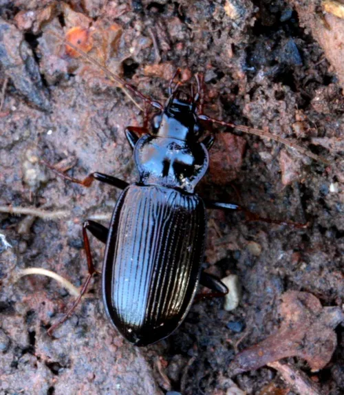 Nebria salina - photo 7