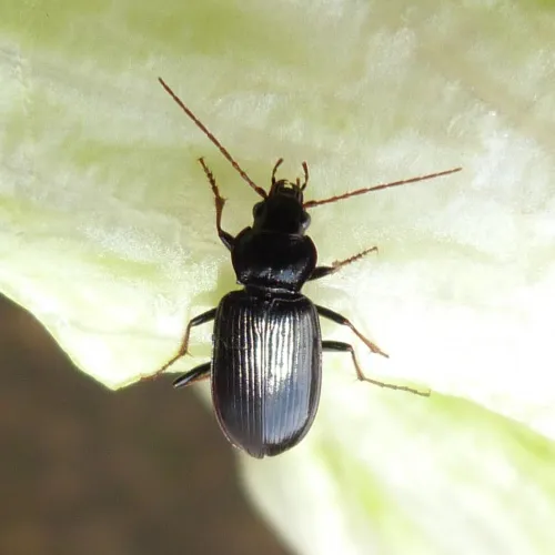 Nebria salina - photo 8