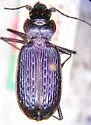 Nebria schwarzi - Nebria schwarzi