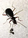 Nebria sierrae