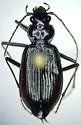 Nebria suturalis - Nebria suturalis