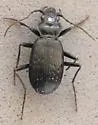 Nebria trifaria - photo 2