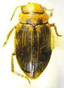 Nebrioporus depressus