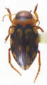 Nebrioporus rotundatus