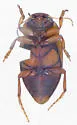 Nebrioporus rotundatus - photo 2