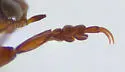 Nebrioporus rotundatus - photo 3