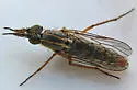 Nebritus pellucidus
