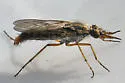 Nebritus pellucidus - photo 2