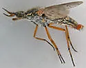 Nebritus pellucidus - photo 4