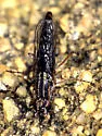 Nebritus pellucidus - photo 5