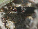 Nebritus powelli - photo 2