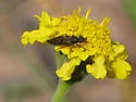 Nebritus powelli - photo 3