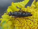 Nebritus powelli - photo 4