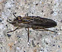 Nebritus tanneri