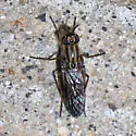 Nebritus tanneri - photo 2