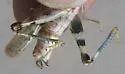 Pale Clouded Grasshopper