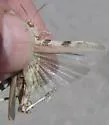 Pale Clouded Grasshopper - photo 2