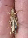 Pale Clouded Grasshopper - photo 3