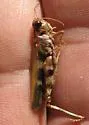 Pale Clouded Grasshopper - photo 4