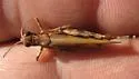 Pale Clouded Grasshopper - photo 5