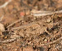 Coast Clouded Grasshopper